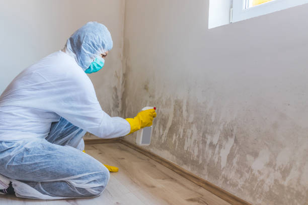 Professional mold removal team in Beltsville